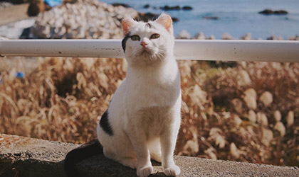 TASHIROJIMA<br>(CAT ISLAND)