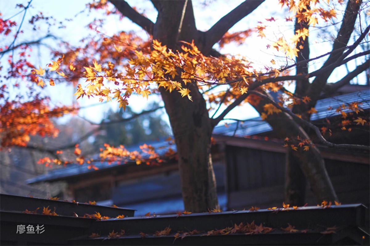 秋田不止有秋田犬,这里的人文风景样样不容错过! - 秋天 | 日本东北好玩到不行