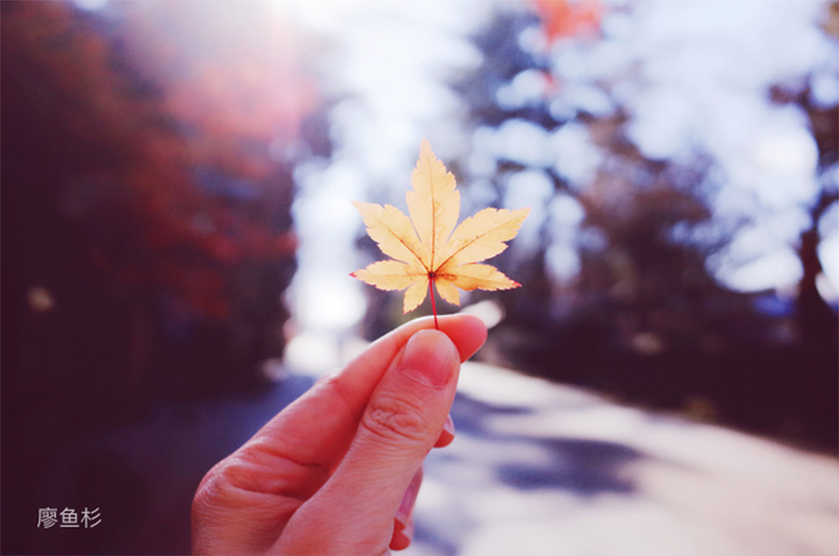 秋田不止有秋田犬,这里的人文风景样样不容错过! - 秋天 | 日本东北好玩到不行