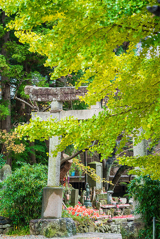 秋之味 ー 红叶与温泉交织的治愈之旅 - 秋天 | 日本东北好玩到不行
