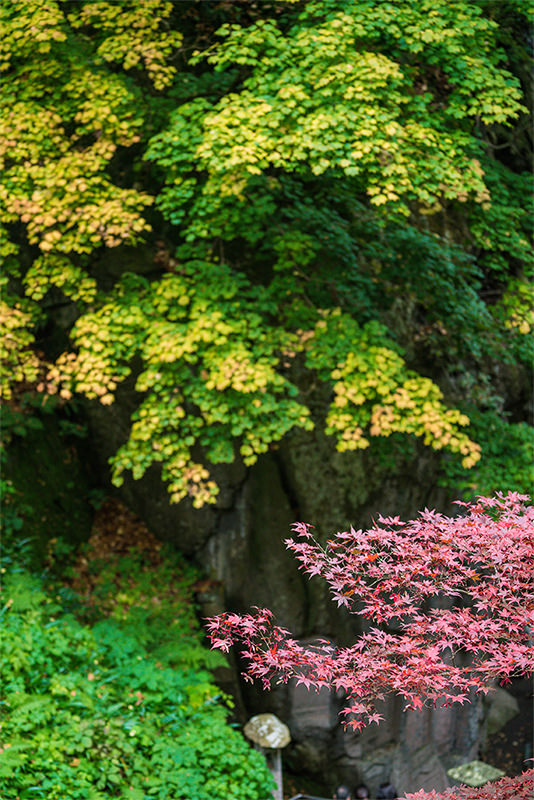 秋之味 ー 红叶与温泉交织的治愈之旅 - 秋天 | 日本东北好玩到不行