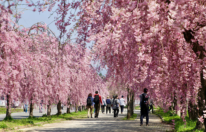 残雪谱写初春的篇章，感恩地平天成的自然 - 春天 | 日本东北好玩到不行