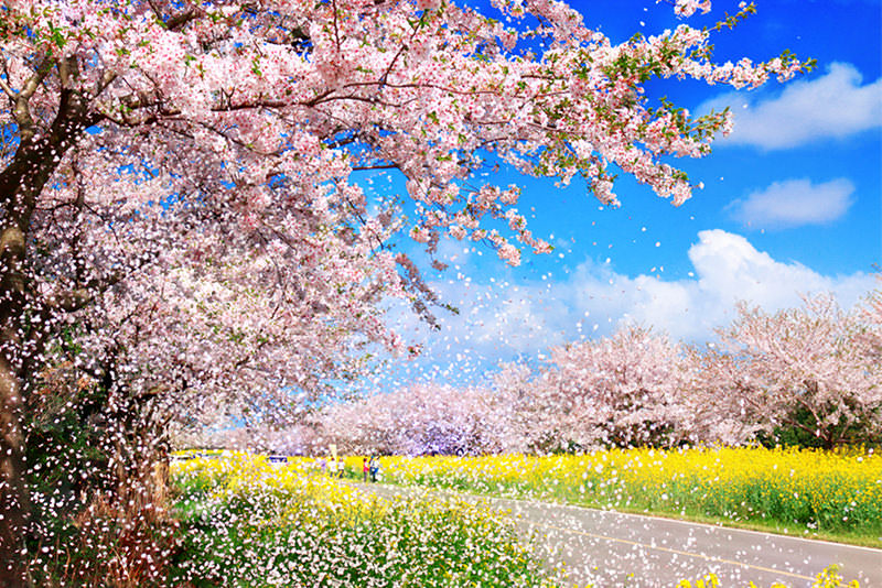 春日秋田五感之旅 - 春天 | 日本东北好玩到不行
