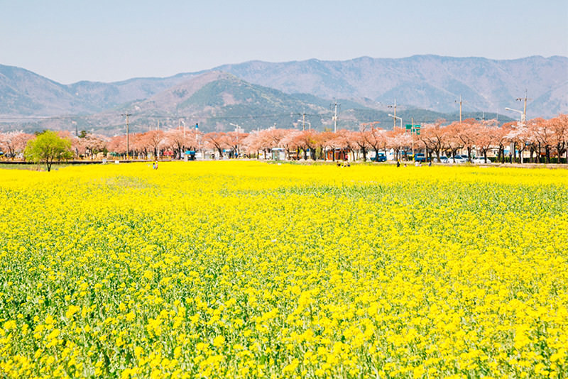 春日秋田五感之旅 - 春天 | 日本东北好玩到不行