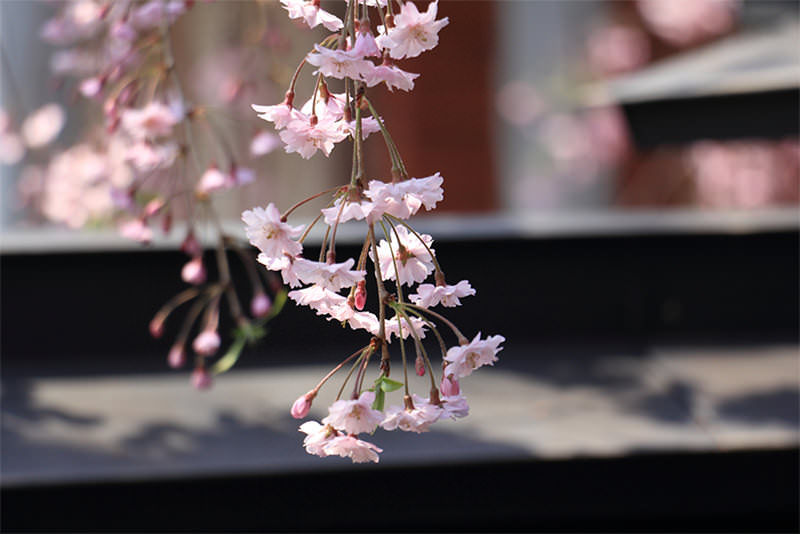春日秋田五感之旅 - 春天 | 日本东北好玩到不行