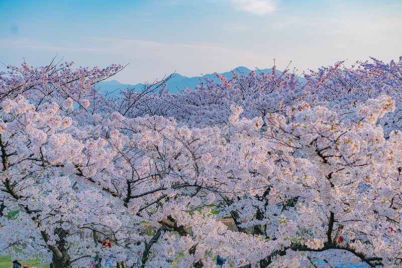 文艺东北——带着宫泽贤治去盛冈 - 春天 | 日本东北好玩到不行