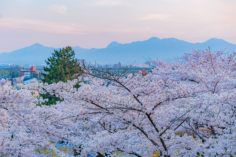 文艺东北——带着宫泽贤治去盛冈 - 春天 | 日本东北好玩到不行