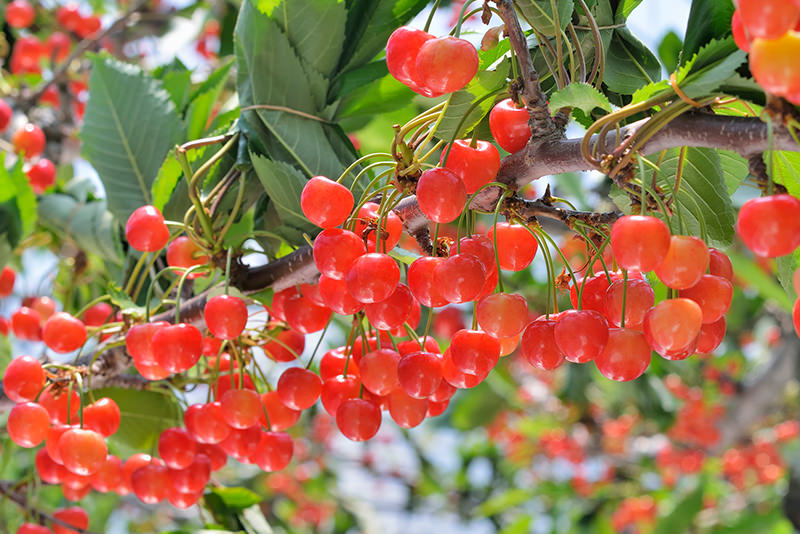 夏日东北纪行｜感受秋田的清新自然 体验山形的传统与美味 - 夏天 | 日本东北好玩到不行