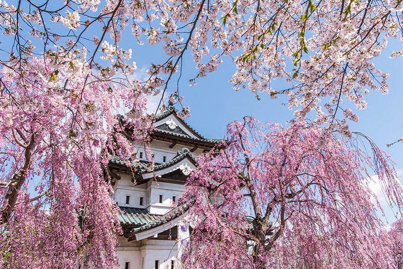 從青森的美食與工藝感受「地元」故事 - 春天 | 歡迎來到東北