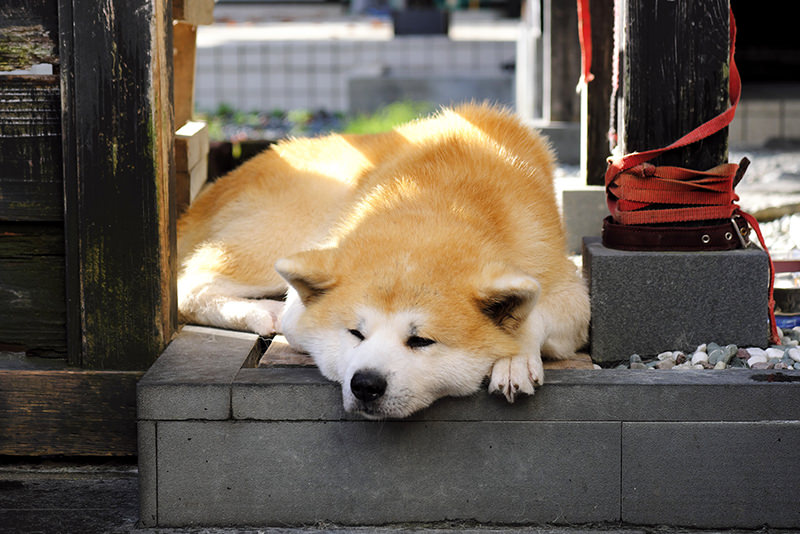 當一天秋田girl！開展仲夏文青療癒之旅 - 夏天 | 歡迎來到東北