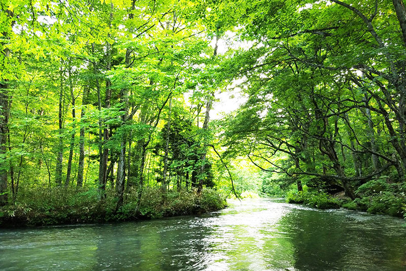 아오모리현) 나라 요시모토의 대형견과 초여름의 신록 - 여름 | 일본 동북지방에 오신 것을 환영합니다