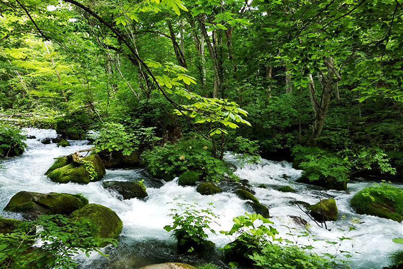 아오모리현) 나라 요시모토의 대형견과 초여름의 신록 - 여름 | 일본 동북지방에 오신 것을 환영합니다