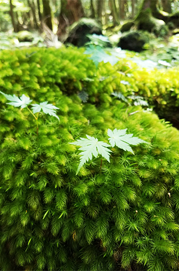 아오모리현) 나라 요시모토의 대형견과 초여름의 신록 - 여름 | 일본 동북지방에 오신 것을 환영합니다