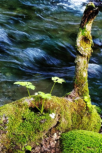 아오모리현) 나라 요시모토의 대형견과 초여름의 신록 - 여름 | 일본 동북지방에 오신 것을 환영합니다