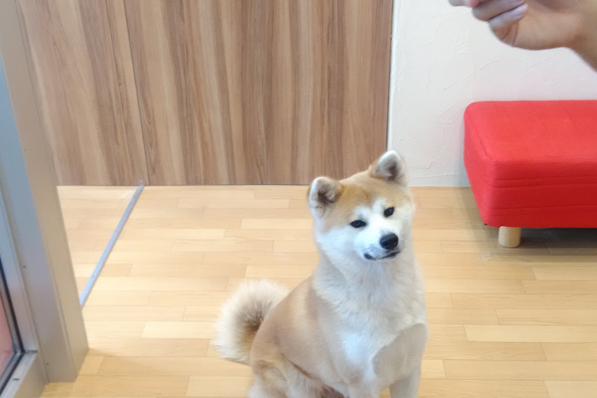 아키타견을 만나보자 - 겨울 | 일본 동북지방에 오신 것을 환영합니다