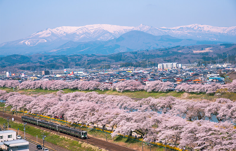 ดูซากุระเหมือนคนญี่ปุ่น กับจุดชมซากุระท้องถิ่นในโทโฮคุ - ฤดูใบไม้ผลิ | ยินดีต้อนรับสู่โทโฮคุ