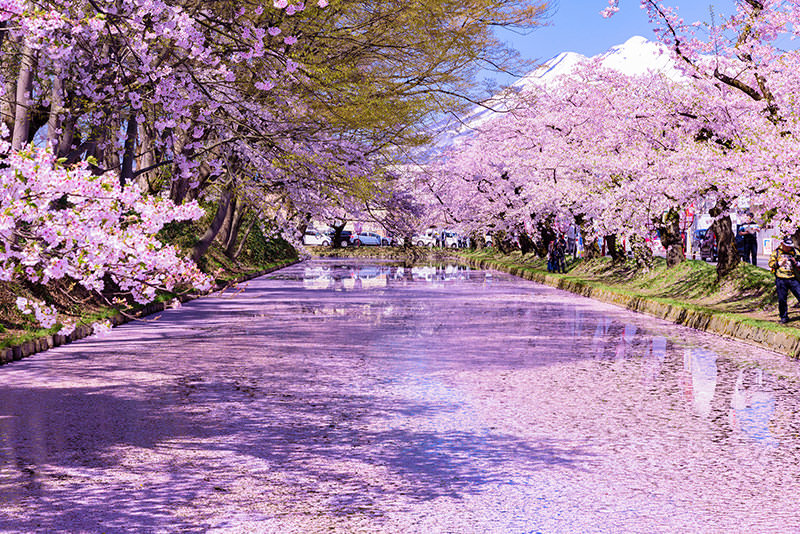 สู่ฮิโรซากิและอาโอโมริ ดินแดนแห่งฤดูใบไม้ผลิตอนเหนือ  - ฤดูใบไม้ผลิ | ยินดีต้อนรับสู่โทโฮคุ