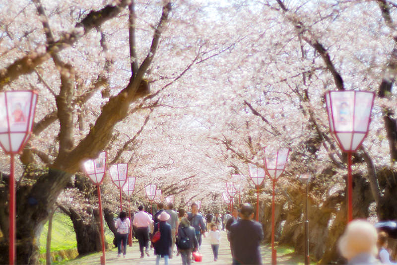 สู่ฮิโรซากิและอาโอโมริ ดินแดนแห่งฤดูใบไม้ผลิตอนเหนือ  - ฤดูใบไม้ผลิ | ยินดีต้อนรับสู่โทโฮคุ