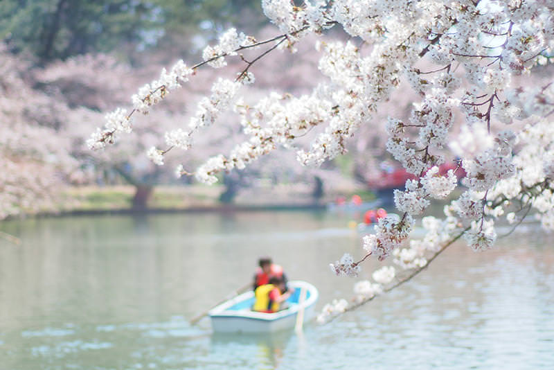 สู่ฮิโรซากิและอาโอโมริ ดินแดนแห่งฤดูใบไม้ผลิตอนเหนือ  - ฤดูใบไม้ผลิ | ยินดีต้อนรับสู่โทโฮคุ