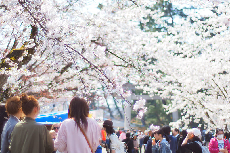 สู่ฮิโรซากิและอาโอโมริ ดินแดนแห่งฤดูใบไม้ผลิตอนเหนือ  - ฤดูใบไม้ผลิ | ยินดีต้อนรับสู่โทโฮคุ