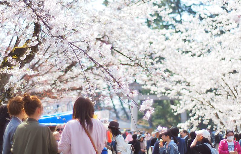สู่ฮิโรซากิและอาโอโมริ ดินแดนแห่งฤดูใบไม้ผลิตอนเหนือ  - ฤดูใบไม้ผลิ | ยินดีต้อนรับสู่โทโฮคุ