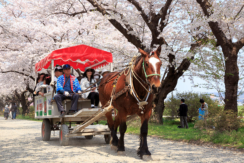 จังหวัดอาคิตะและอิวาเตะ เมืองลับแลทางเหนือของญี่ปุ่นที่รอคุณไปเยือน - ฤดูใบไม้ผลิ | ยินดีต้อนรับสู่โทโฮคุ
