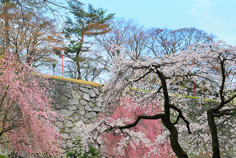 จังหวัดอาคิตะและอิวาเตะ เมืองลับแลทางเหนือของญี่ปุ่นที่รอคุณไปเยือน - ฤดูใบไม้ผลิ | ยินดีต้อนรับสู่โทโฮคุ