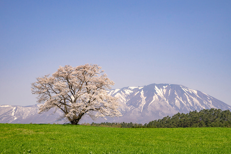 จังหวัดอาคิตะและอิวาเตะ เมืองลับแลทางเหนือของญี่ปุ่นที่รอคุณไปเยือน - ฤดูใบไม้ผลิ | ยินดีต้อนรับสู่โทโฮคุ