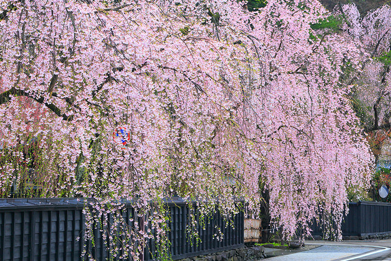 จังหวัดอาคิตะและอิวาเตะ เมืองลับแลทางเหนือของญี่ปุ่นที่รอคุณไปเยือน - ฤดูใบไม้ผลิ | ยินดีต้อนรับสู่โทโฮคุ
