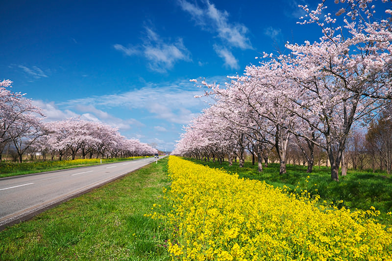 จังหวัดอาคิตะและอิวาเตะ เมืองลับแลทางเหนือของญี่ปุ่นที่รอคุณไปเยือน - ฤดูใบไม้ผลิ | ยินดีต้อนรับสู่โทโฮคุ