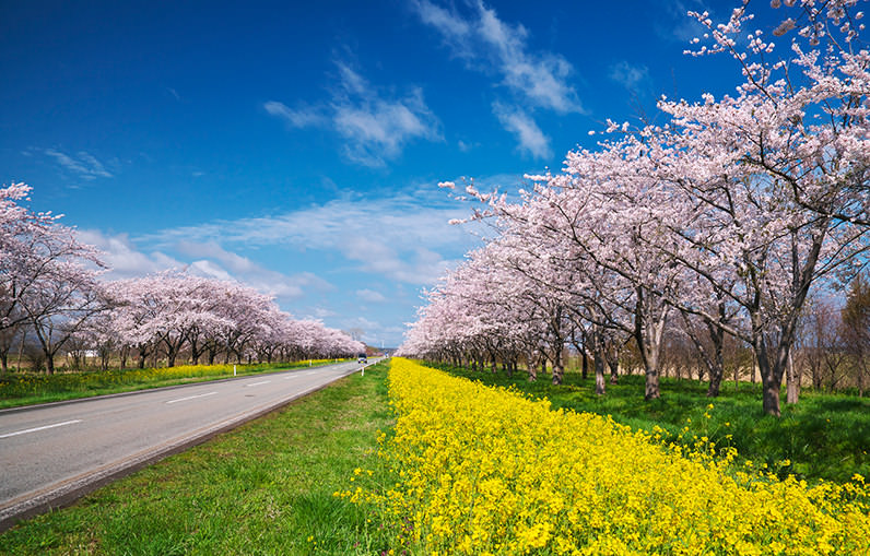 จังหวัดอาคิตะและอิวาเตะ เมืองลับแลทางเหนือของญี่ปุ่นที่รอคุณไปเยือน - ฤดูใบไม้ผลิ | ยินดีต้อนรับสู่โทโฮคุ