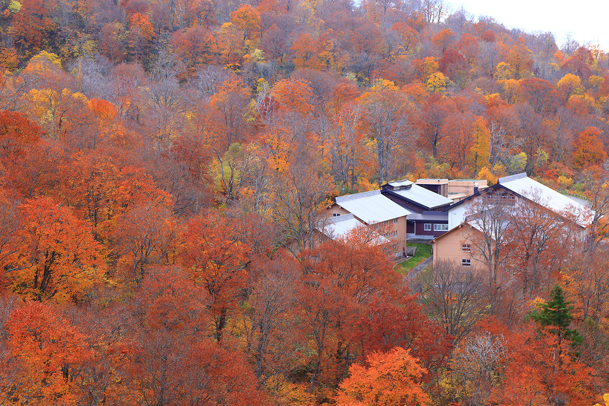 北東北(青森､岩手､秋田)秋日賞楓小旅行提案 - 秋天 | 歡迎來到東北