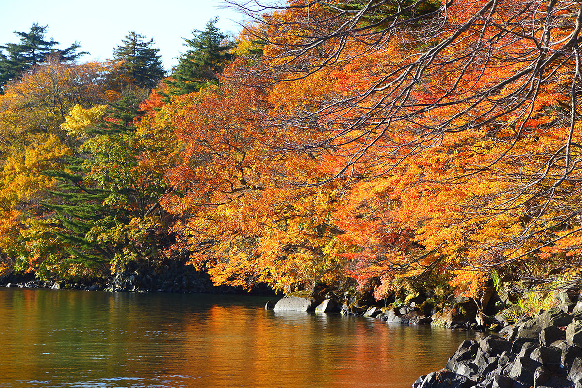 北東北(青森､岩手､秋田)秋日賞楓小旅行提案 - 秋天 | 歡迎來到東北