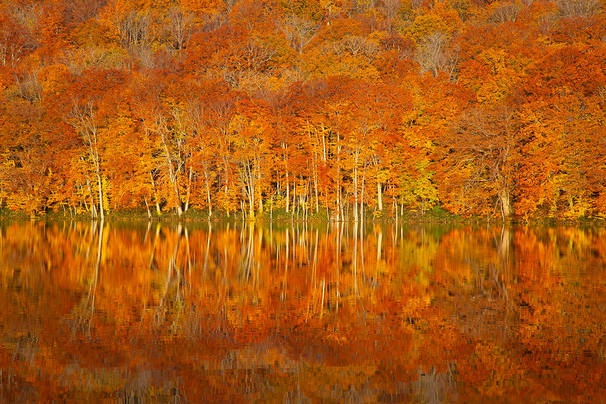 北東北(青森､岩手､秋田)秋日賞楓小旅行提案 - 秋天 | 歡迎來到東北