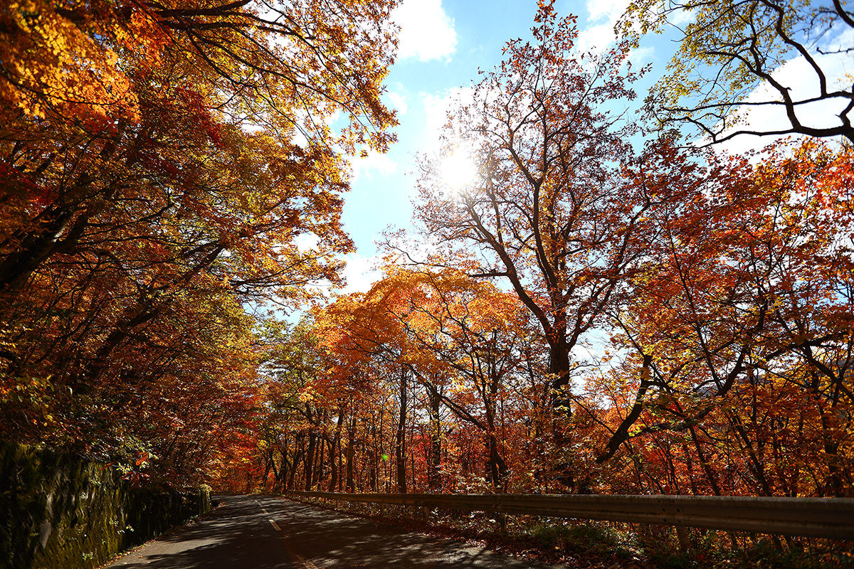 北東北(青森､岩手､秋田)秋日賞楓小旅行提案 - 秋天 | 歡迎來到東北
