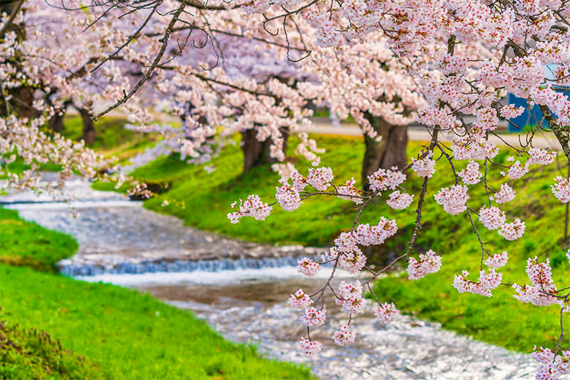 春日暢遊東北當地人才知道的櫻花名勝 - 春天 | 歡迎來到東北