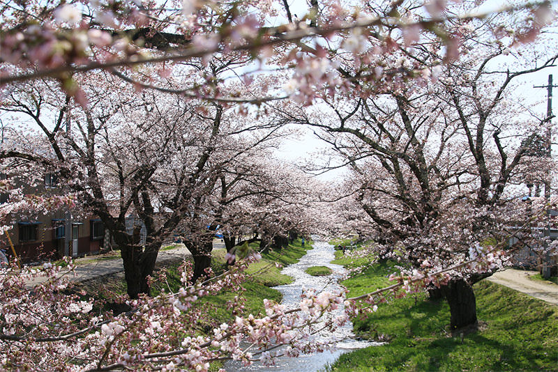 春日暢遊東北當地人才知道的櫻花名勝 - 春天 | 歡迎來到東北