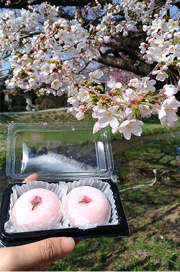 春日暢遊東北當地人才知道的櫻花名勝 - 春天 | 歡迎來到東北