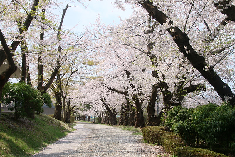 春日暢遊東北當地人才知道的櫻花名勝 - 春天 | 歡迎來到東北