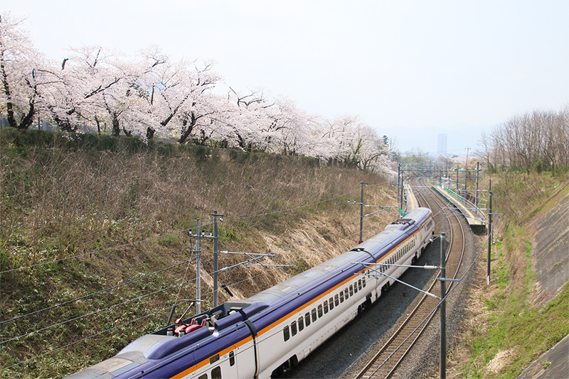 春日暢遊東北當地人才知道的櫻花名勝 - 春天 | 歡迎來到東北