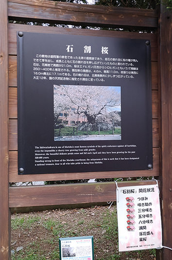 春日暢遊東北當地人才知道的櫻花名勝 - 春天 | 歡迎來到東北