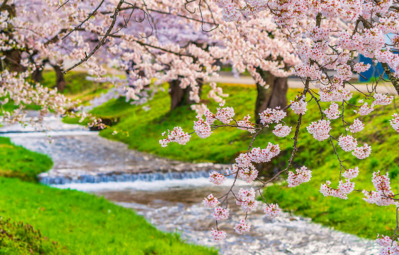 春日暢遊東北當地人才知道的櫻花名勝 - 春天 | 歡迎來到東北
