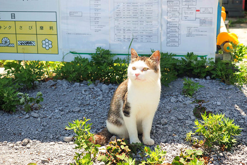 三陸海岸春季自駕與深度人文探訪 - 春天 | 歡迎來到東北