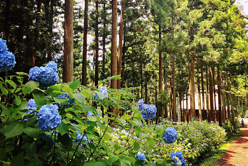 岩手・秋田夏日擁抱自然愜意自駕遊 - 夏天 | 歡迎來到東北