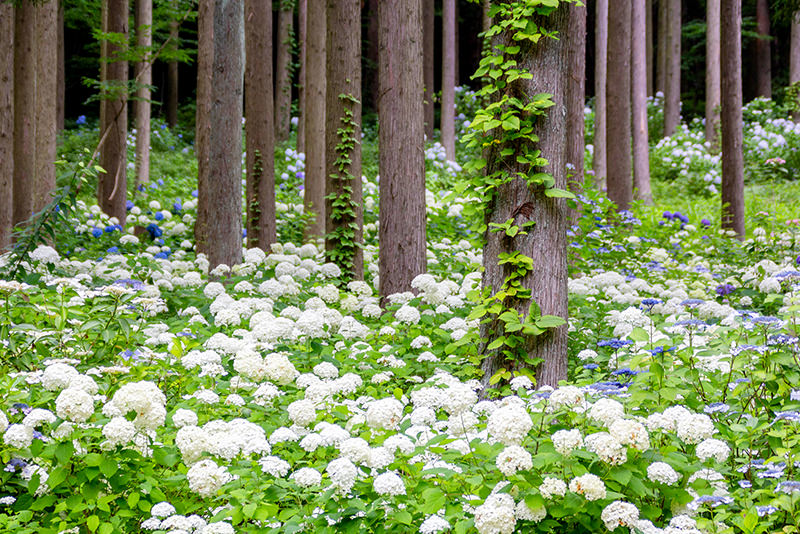 岩手・秋田夏日擁抱自然愜意自駕遊 - 夏天 | 歡迎來到東北