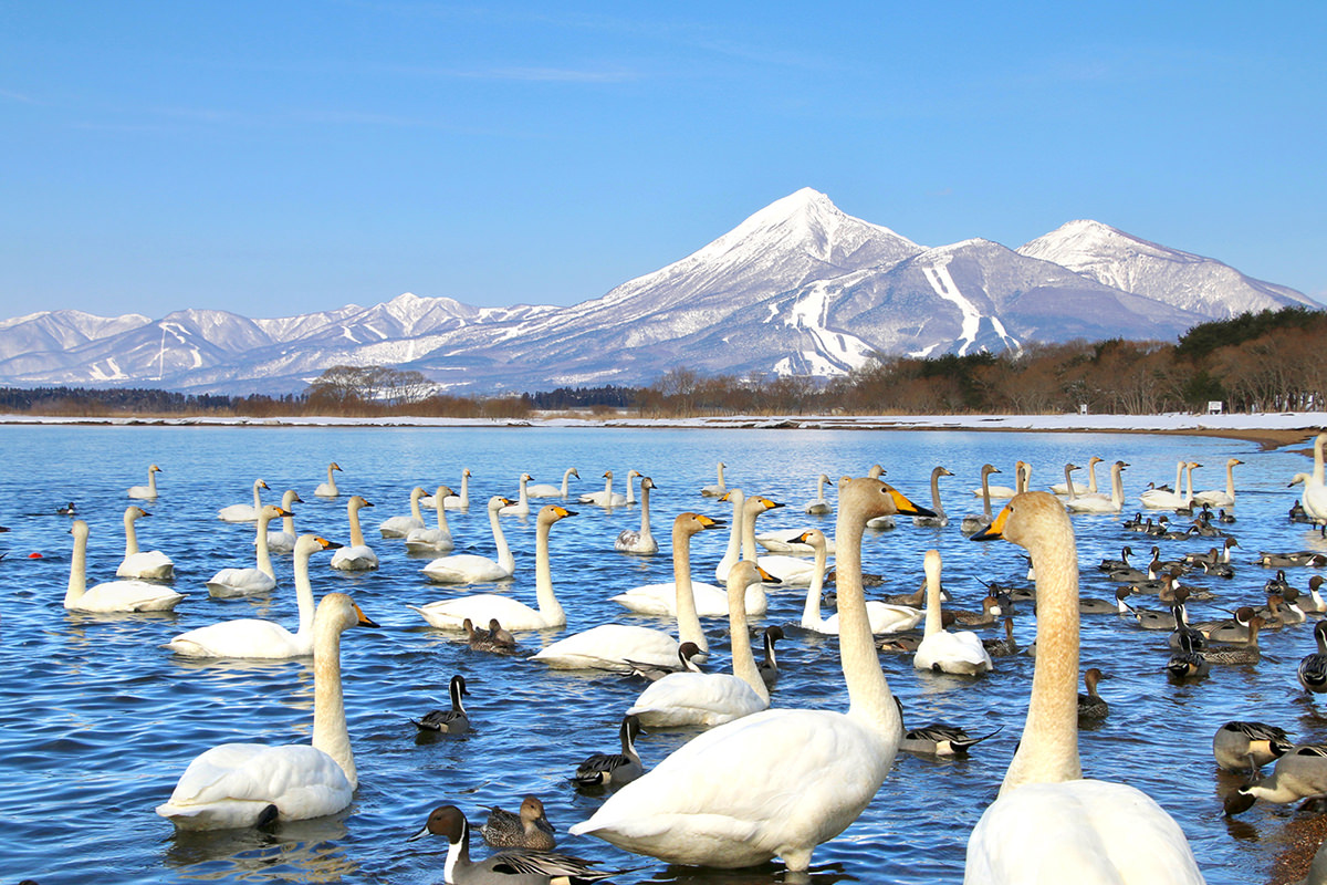 豬苗代湖／白天鵝群聚的天鏡湖 - 冬天 | 日本東北超好玩