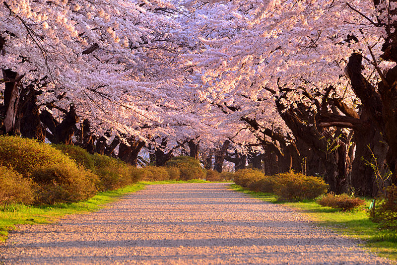 Tohoku in Spring: Northern Japan's Exciting Destinations - SPRING - WELCOME TO TOHOKU JAPAN