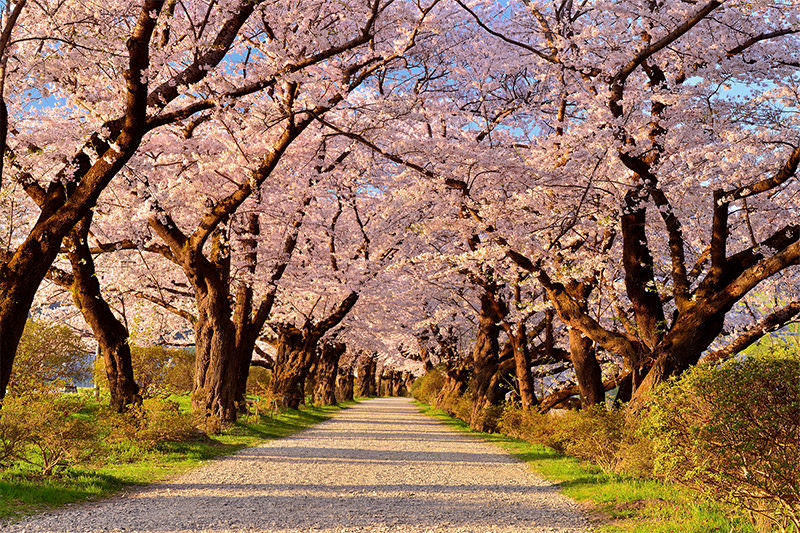 Tohoku in Spring: Northern Japan's Exciting Destinations - SPRING - WELCOME TO TOHOKU JAPAN